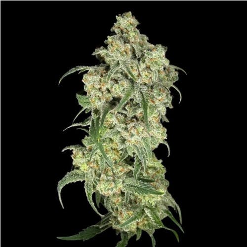 GNG | Trainwreck Arcata | Flower - 3.5g