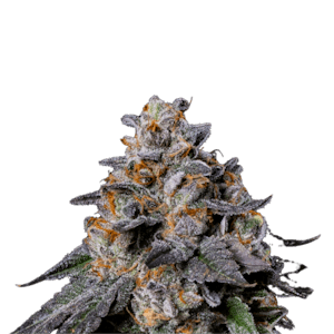 Baked Chicken Jar | Da Snow