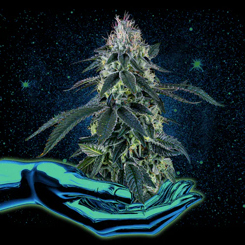 Brownie Scout | Premium Flower | Indica | 3.5g-2