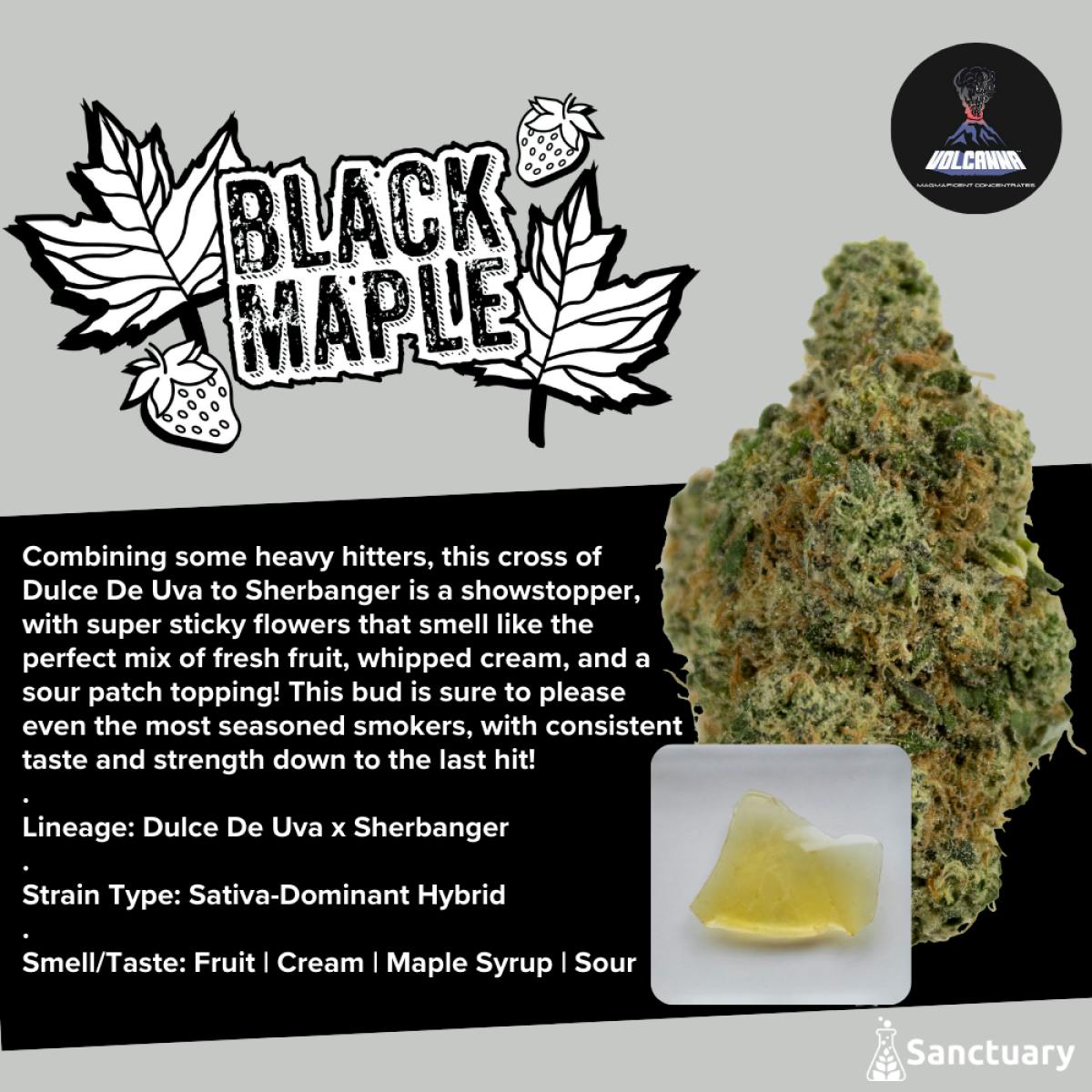 Black Maple I Shatter I .5G