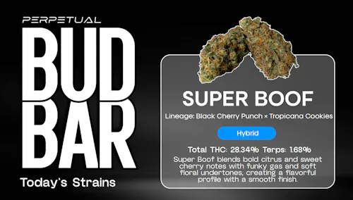 SUPERBOOF (SH) – Deli Style Flower-active
