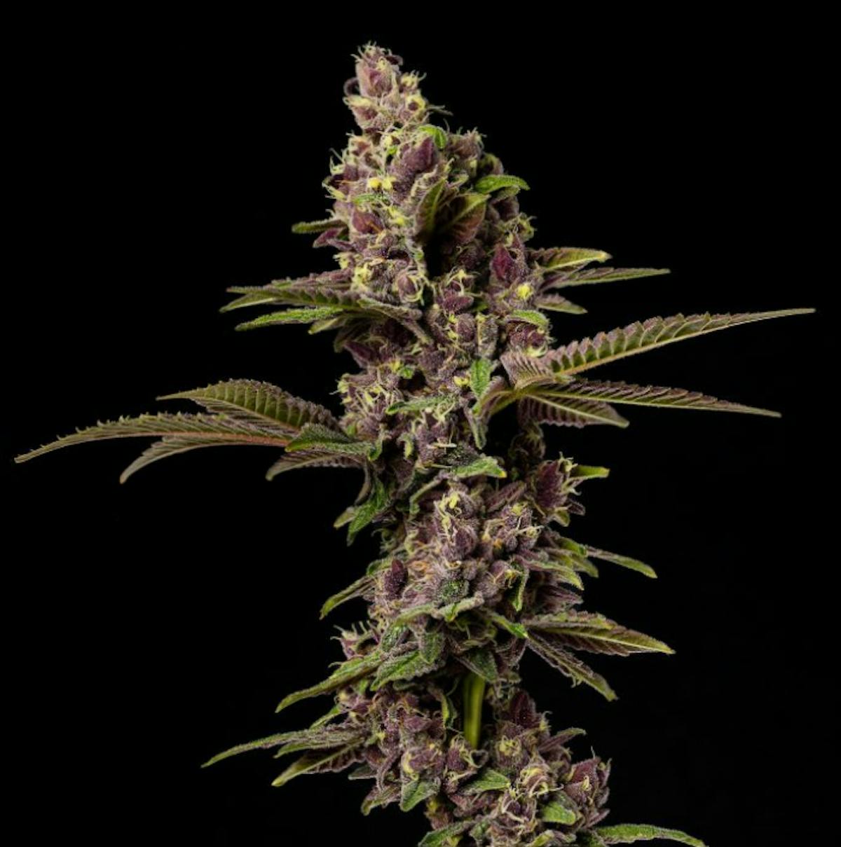 Good Chemistry Devil's Punch Bowl - Stories Cannabis - Good Chemistry Devil's  Punch Bowl Near Me