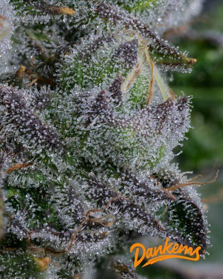 Dankems Flower Bolo Runtz