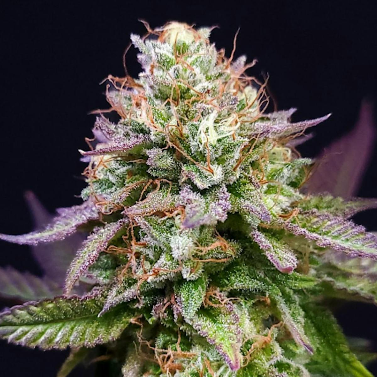 【最安値】Sugar hill 23ss Flower camo SUGARHILL(シュガーヒル)のFLOWER CAMO CARGO TROUSERS BLUE CAMOの