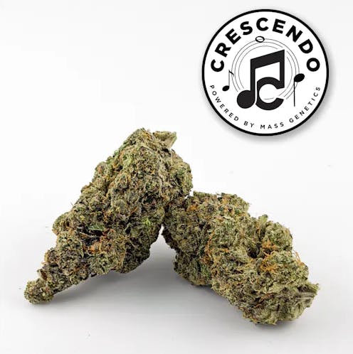 Product: Aura | Crescendo | Flower