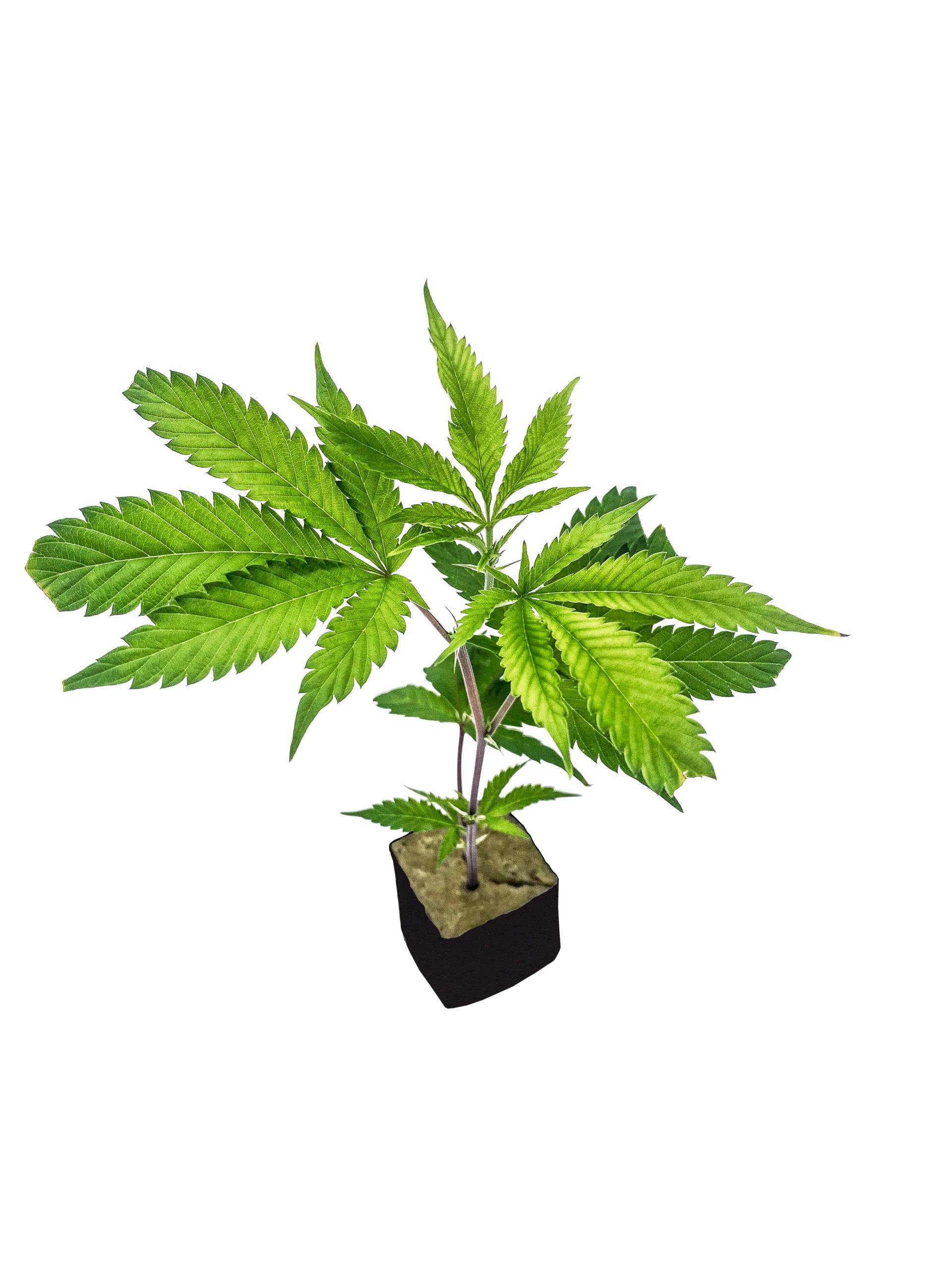Best Cannabis Dispensary Near Long Beach | Dispensary Deals