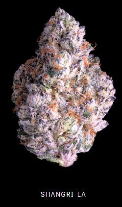 ஐ Orangena ஐ♡ Harborside (San Francisco)