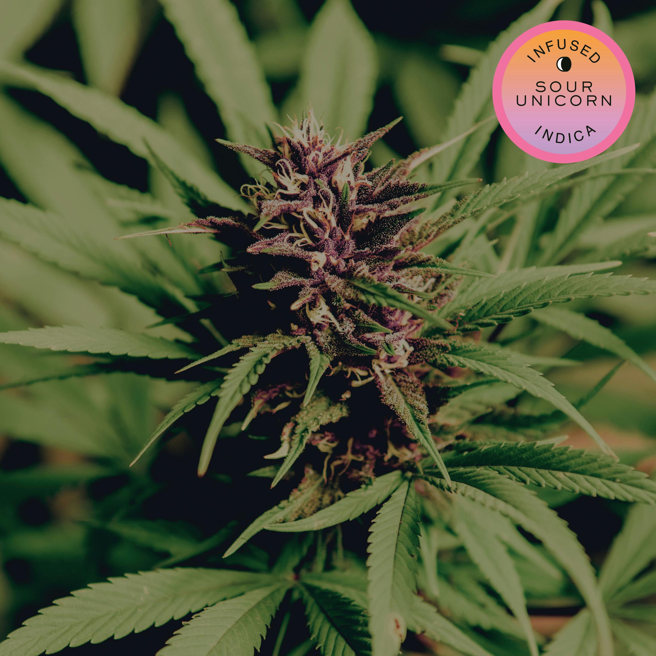 Sour Unicorn Hash Infused Pre-Roll 7pack | 3.5g-2
