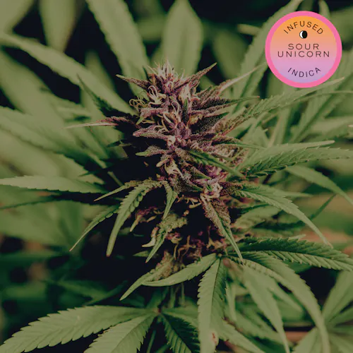 Sour Unicorn – Infused Pre-Rolls – 7 Pack-2