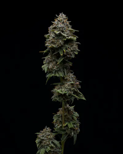 Full Tilt | Flower – Jungle Butter | 3.5g-1
