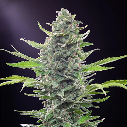 Royal Queen Seeds | IGrowCan Royal Critical Auto-1