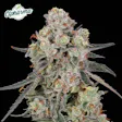Passion Orange Guava