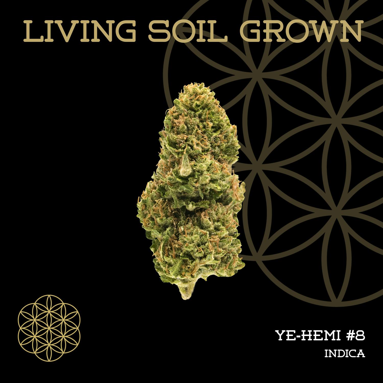 Product: Flower of Life | Bulk Bud - Y8