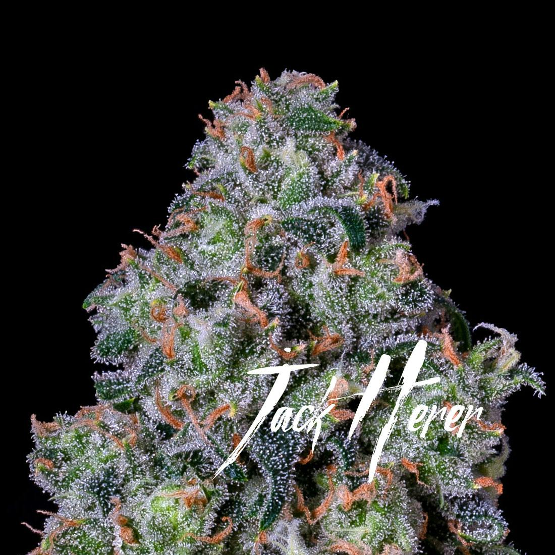 Jack Herer