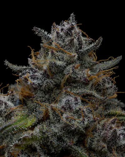Full Tilt | Flower – Jungle Butter | 3.5g-3