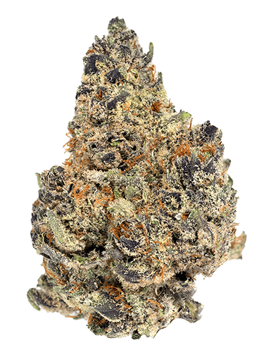 Product: GoldKine | Jah Magic | Sativa | Bulk Flower | Gold