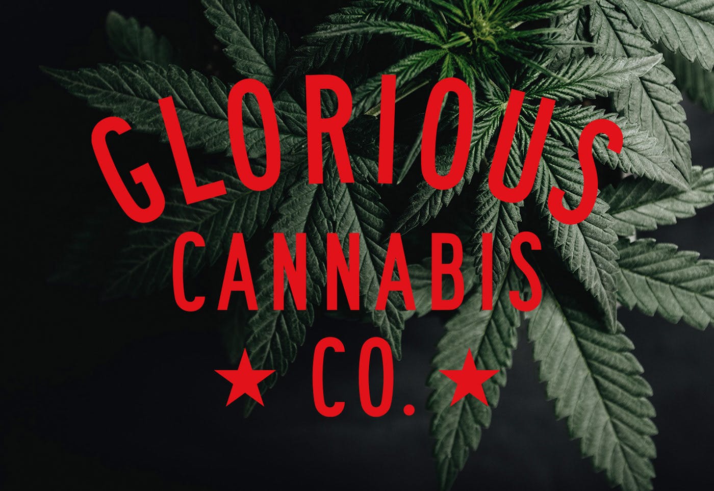 Buy Glorious Cannabis Co. 4-Eyed Geek - Kosa Cannabis Dispensary ...