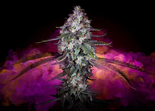 Sour Diesel | Premium Flower | Sativa | 3.5g-1