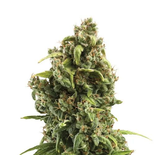 Royal Queen Seeds | Sour Diesel Feminized Photoperiod | 3PK-active