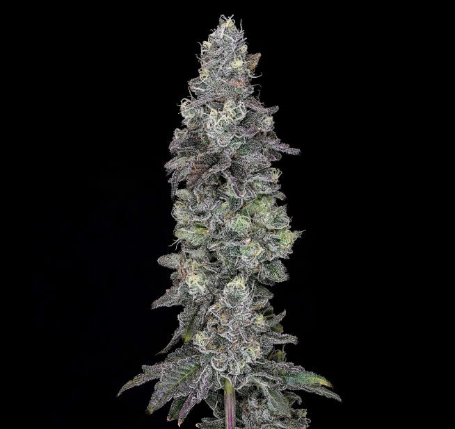 Wojo | Bulk Bud - Apple of my Eye