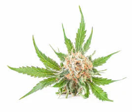 Flower category image