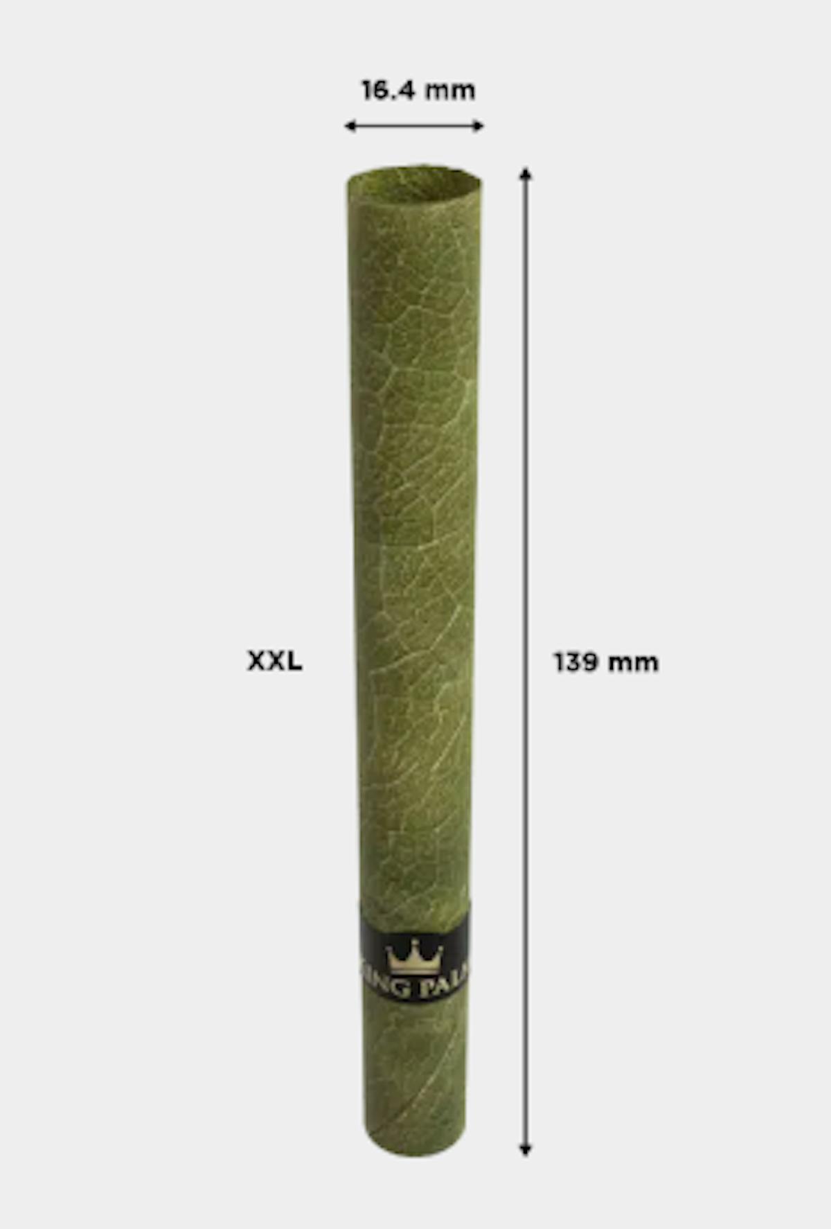 Photo of King Palm XXL