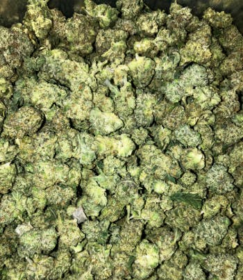 Product: Baby Jokerz | Smalls | Creekside Farms