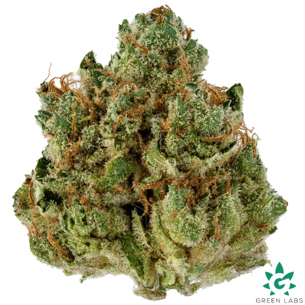 Angelica | Dutch Touch Genetics