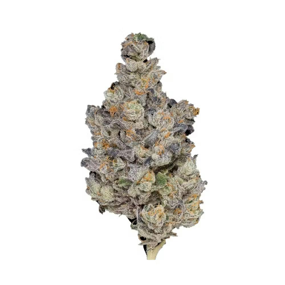 ピーナッツページ Buy Peninsula Gardens Plan Z X Blumosa 1.6g Hand Rolled
