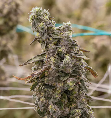 Sol Canna – Gushermintz – Flower 7g-1