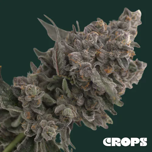 Crops | Flower | Watermelon Mouthwash | 7g-1