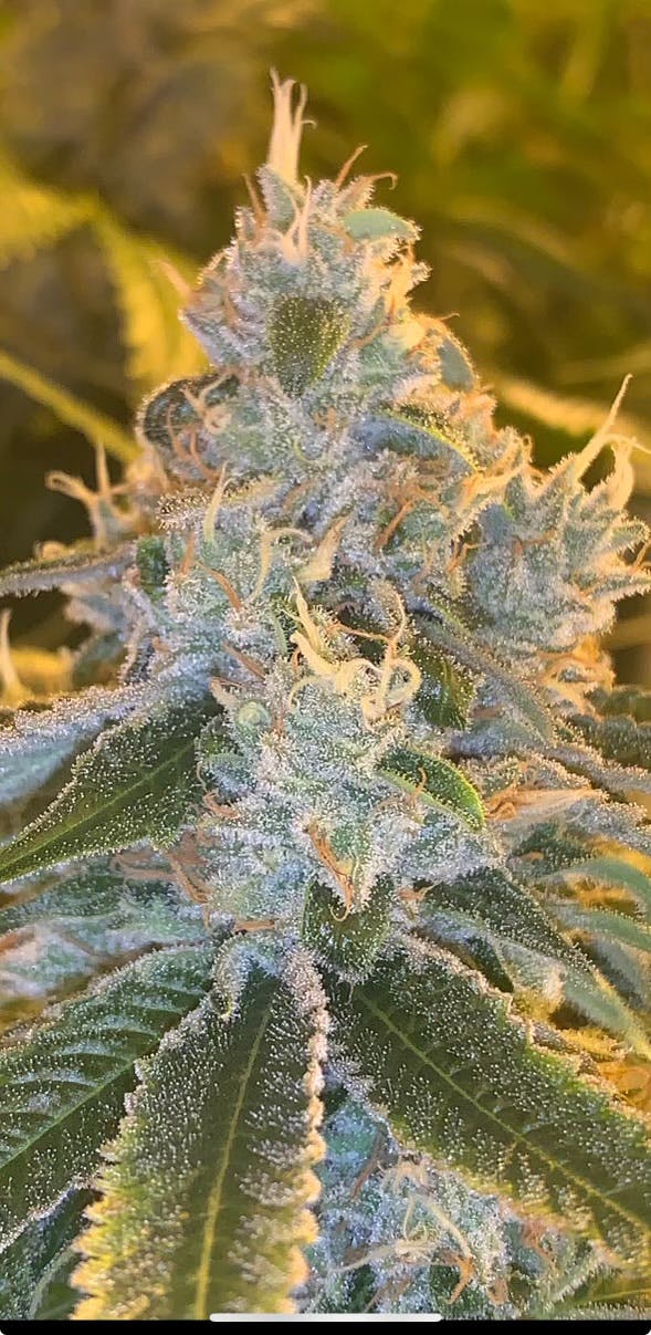 Photo of Advanced Cultivators La Chancla 1g Pre-roll