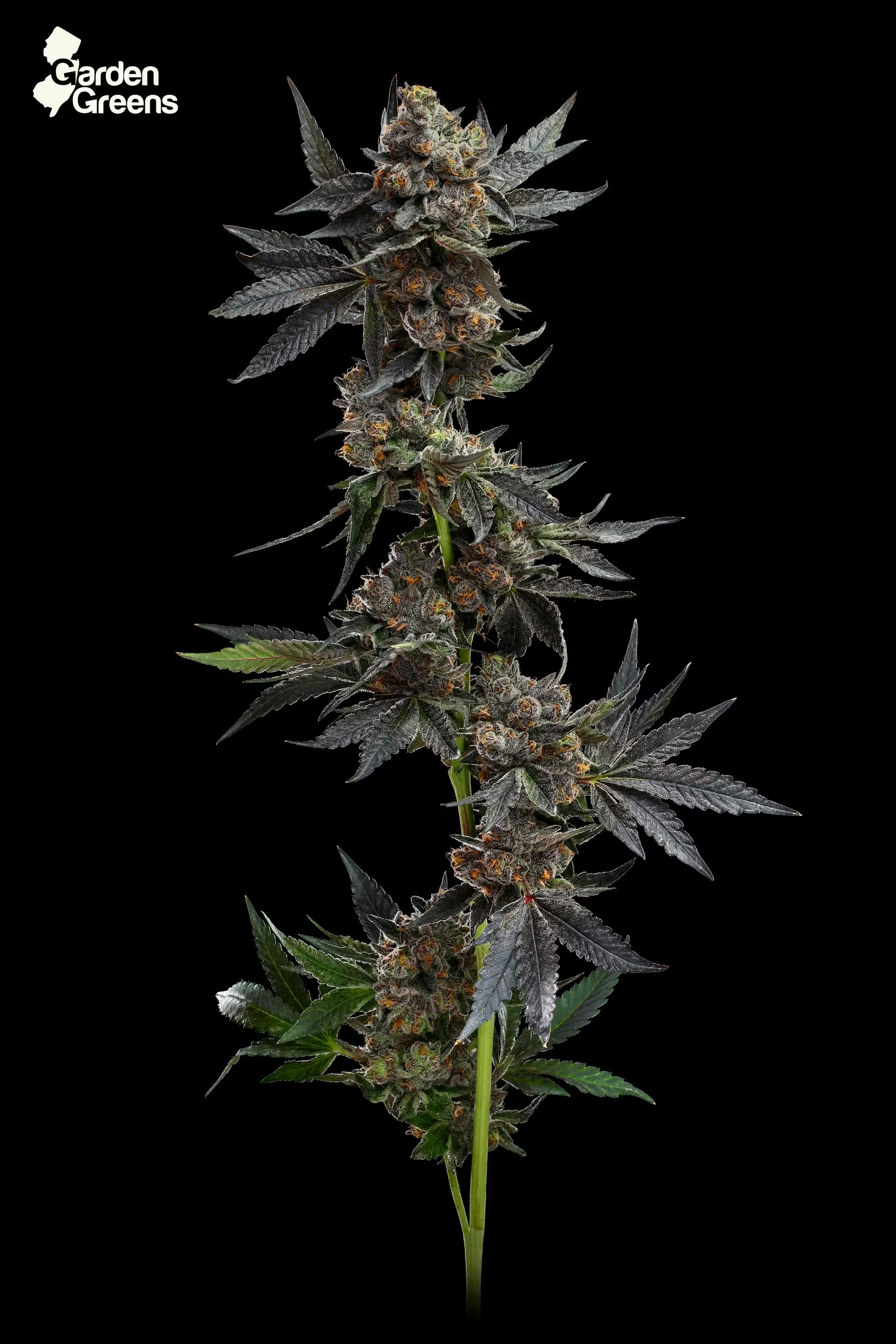 Photo of Garden Greens | Cereal Milk