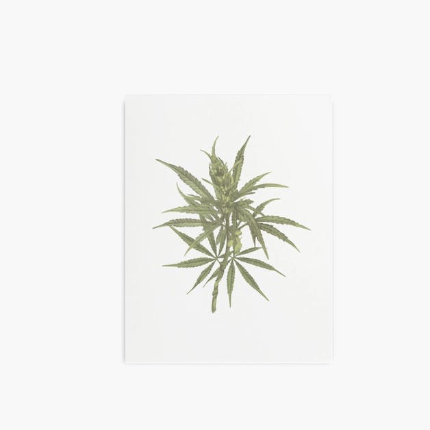 image of Botanical | Cannabis Art Print