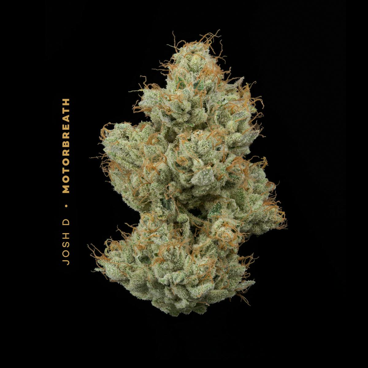 Photo of | Josh D Motorbreath |