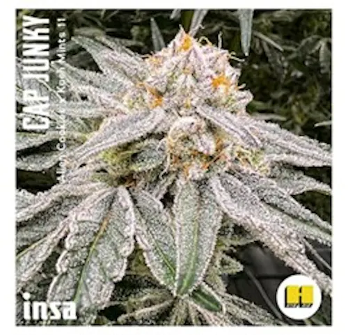 Cap Junky | 3.5g-1