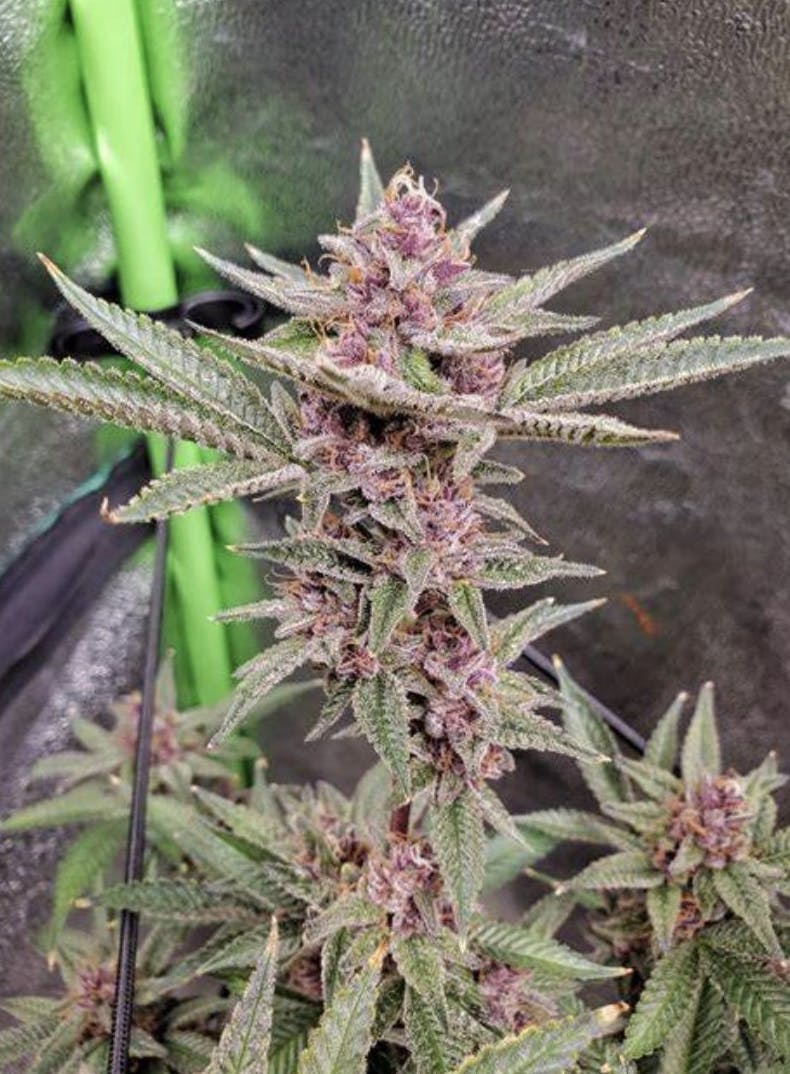 Purple Haze & Blueberry – Growing Purple Weed 101
