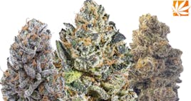 Cannabis Flower | Holland Daze - Danforth