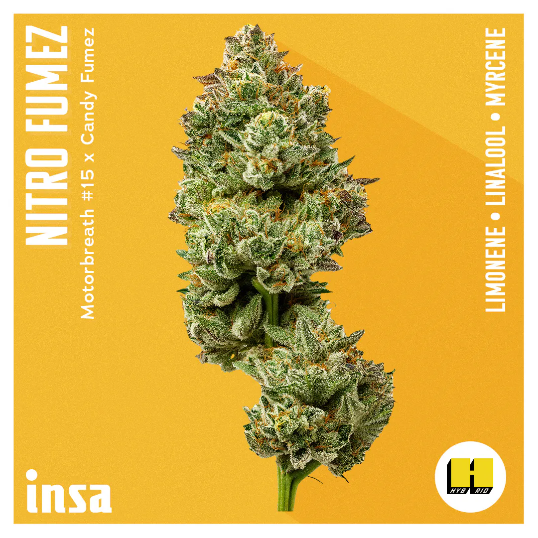 Cannabis Dispensary in Easthampton, MA | Open Daily