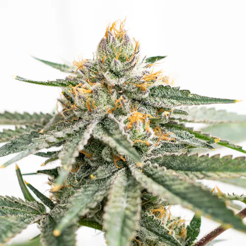 Natty Dough | 3.5g-active