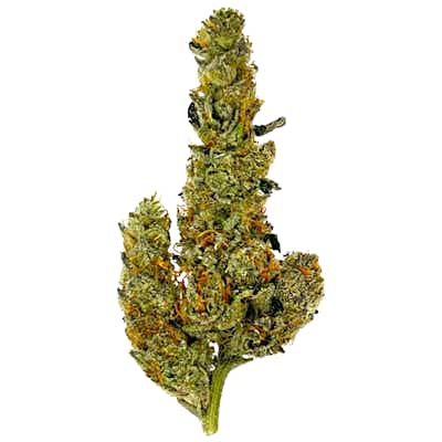 Product: Glorious Cannabis Co. | Feels Lifted | Terpee Slurpee | 3.5g