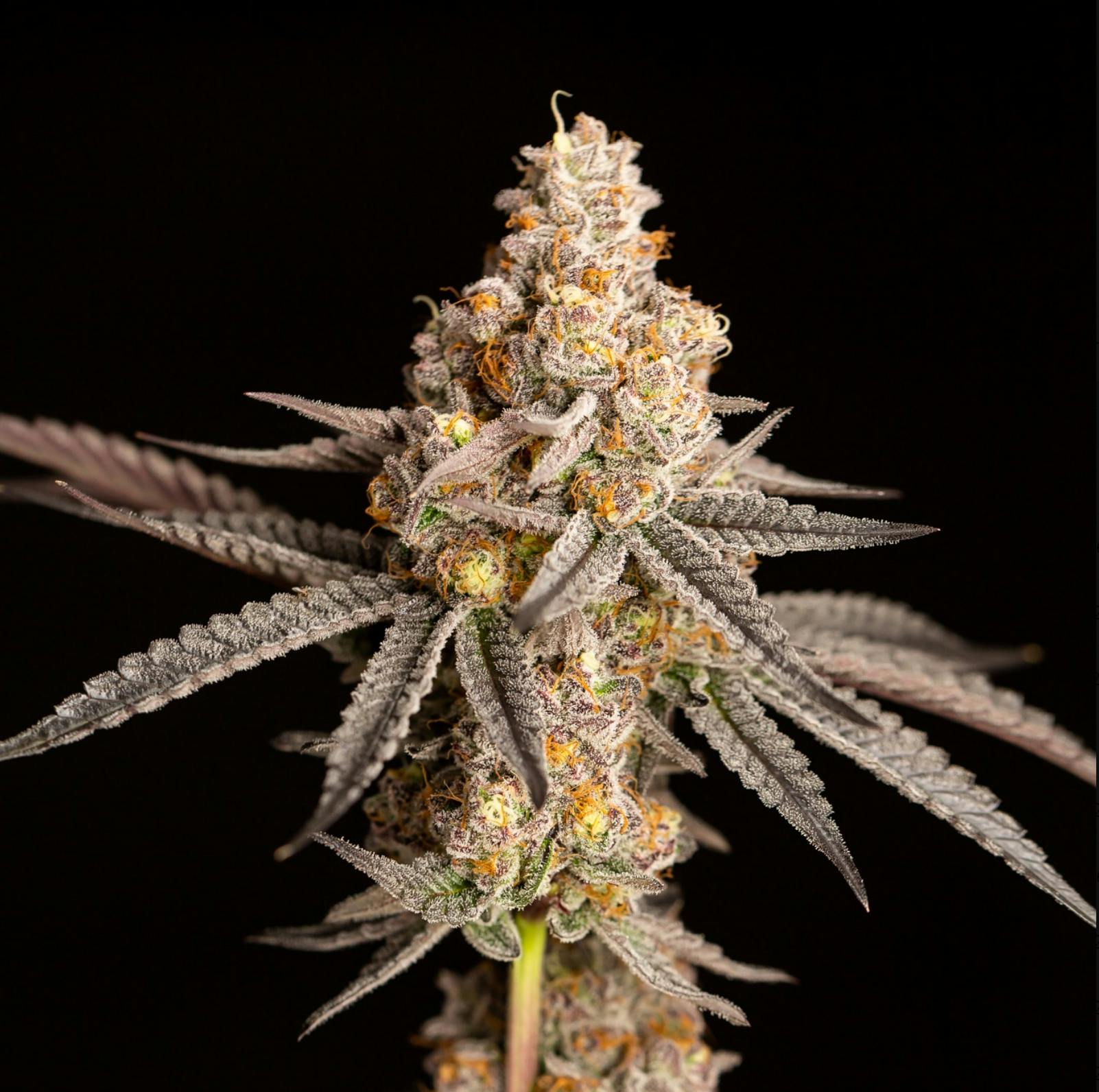 Product Cape Cod Grow Lab - Alien Marker Flower (3.5g)