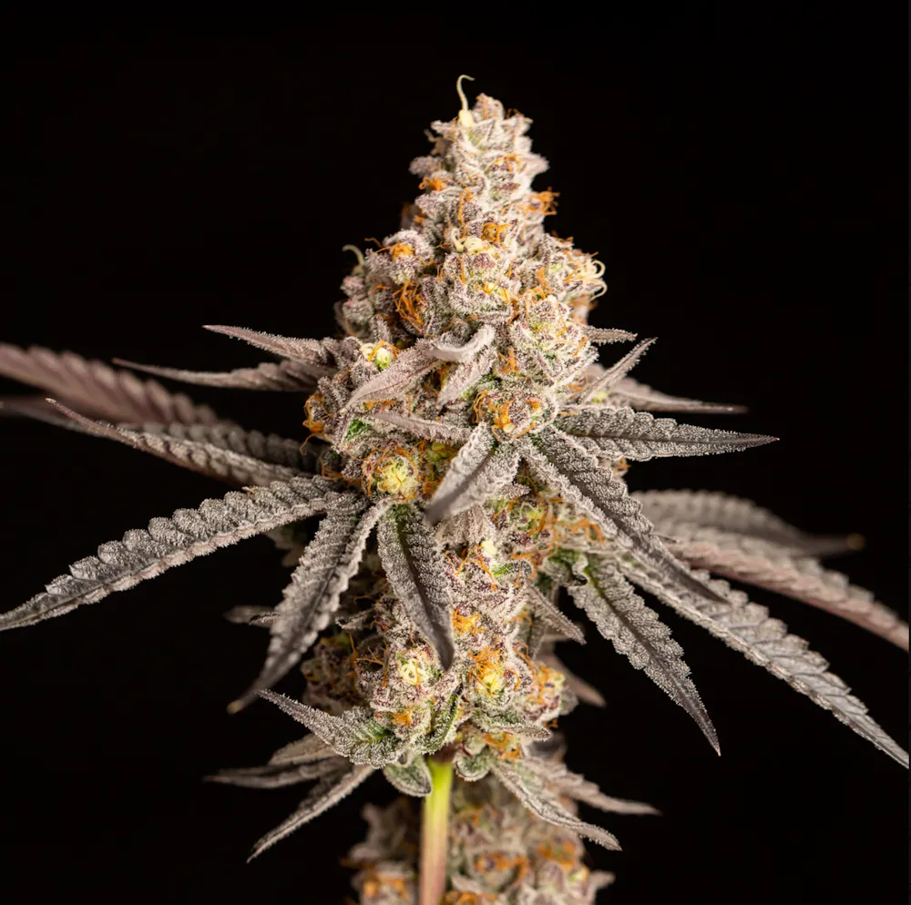 Product Cape Cod Grow Lab - Alien Marker Flower (3.5g)