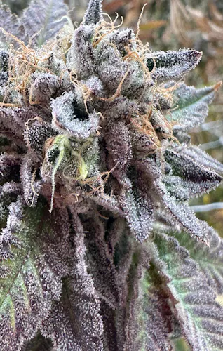 Parks Grove | Pre-Roll Pack | Medellin | 2pk/1g-1