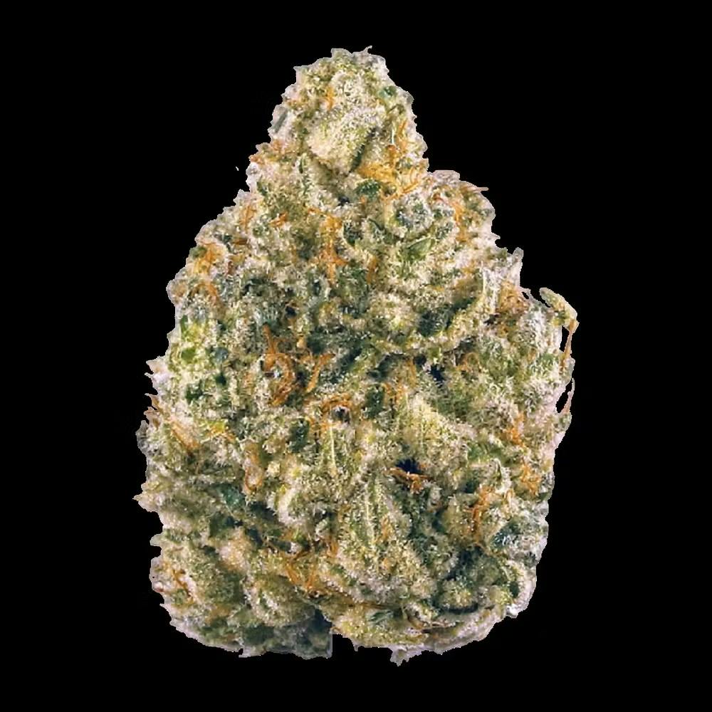 HIGH GRADE | LARRY BIRD | BULK | HYBRID