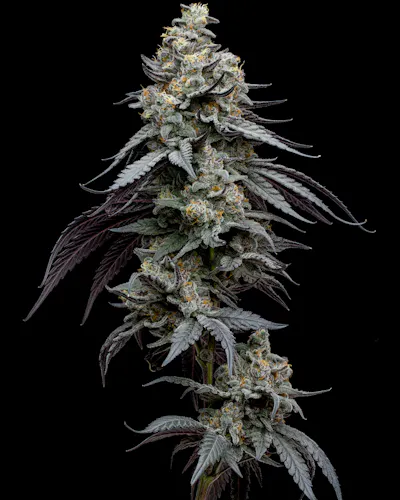 Full Tilt | Jump Man | Flower | 3.5g-2