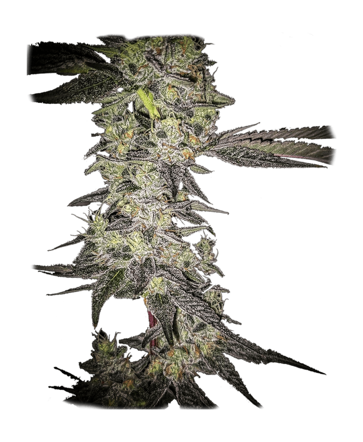 Image of Jelly Pancakes | 7g Smalls