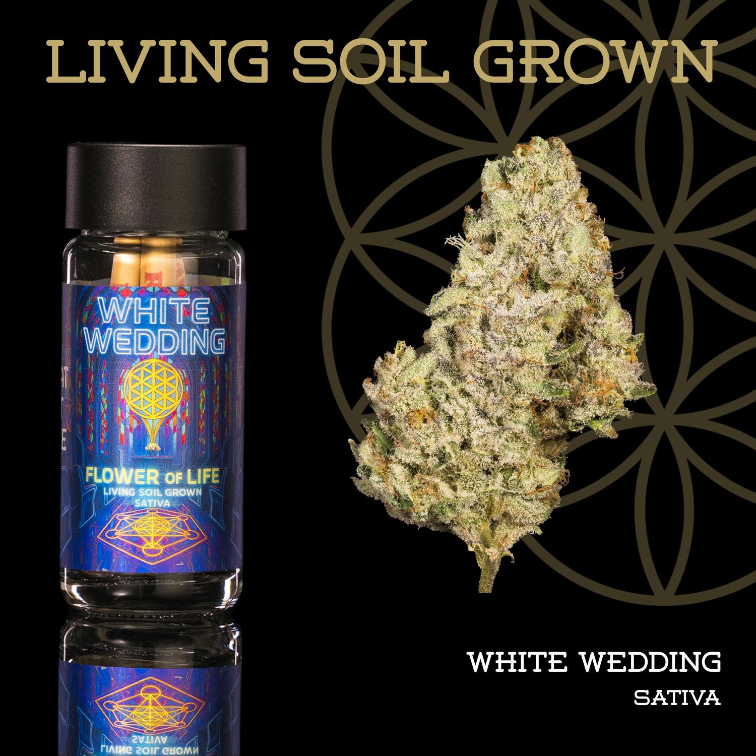 Product: Flower of Life | Pre-Roll 5-Pack - 2.5g - White Wedding