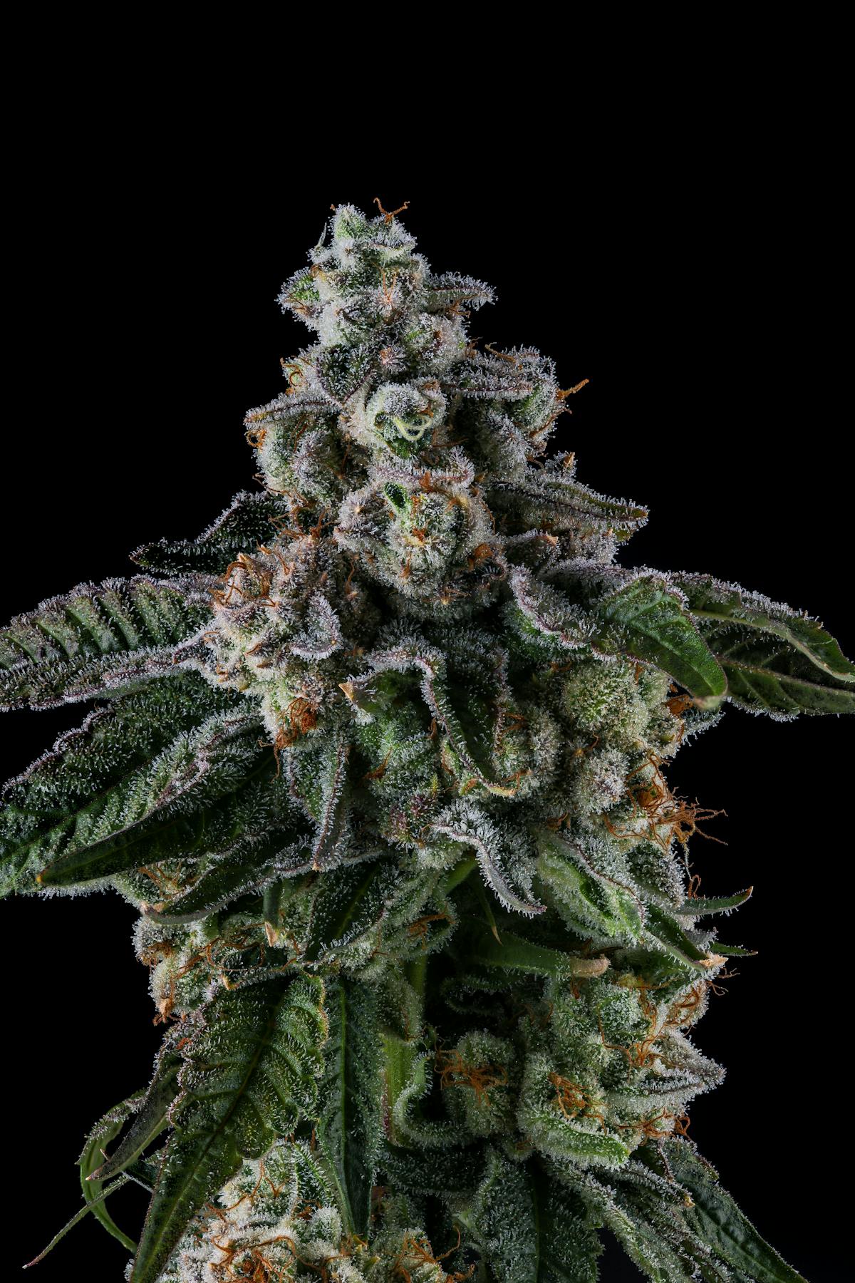 Photo of Kynd | London Pound Cake Pre Roll