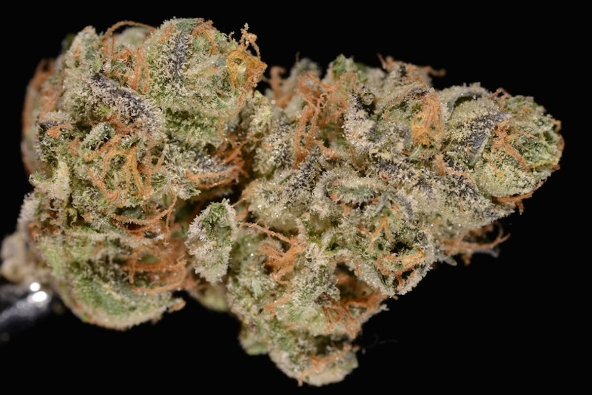 Photo of Cookie Lemon Kush (Left Coast Farms)